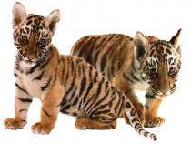 TFIWCYPMYADPQRXWJAQ - leoparzi di tigrii