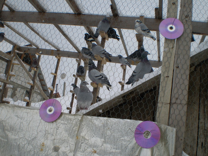porumbei10 087 - porumbei la zbor din matca 2009
