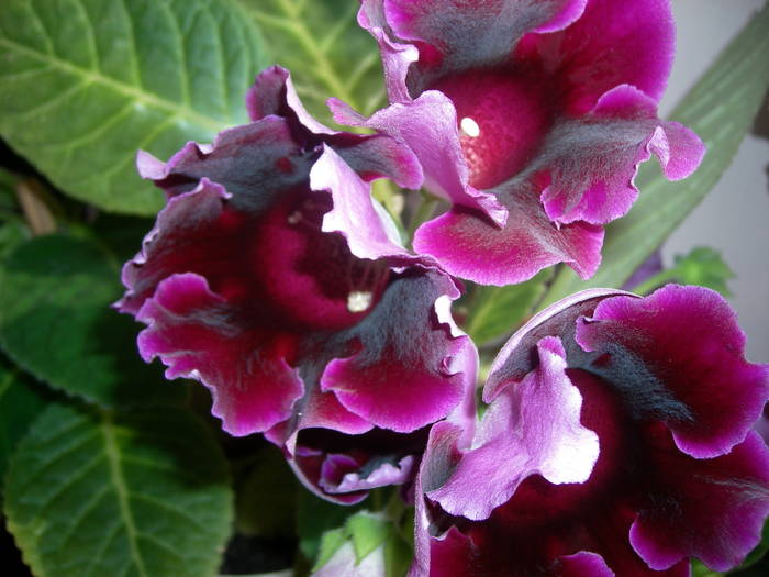Flori 2009 006
