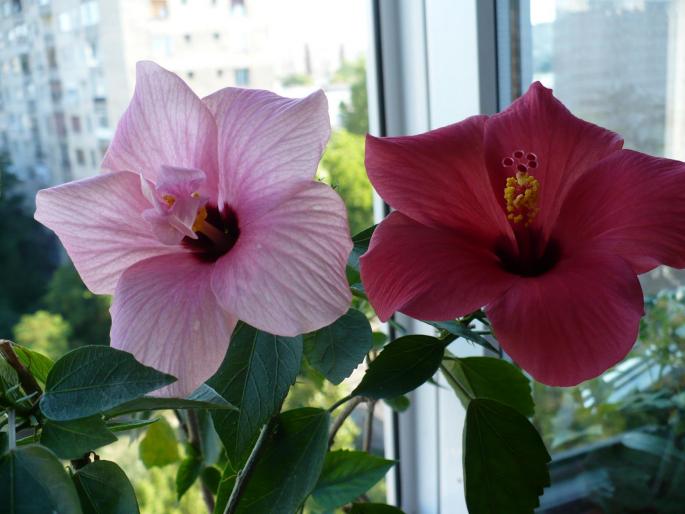P1030201 - Hibiscusi