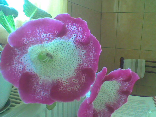 gloxinia - florile surorii mele