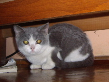 British Shorthair; Edna
