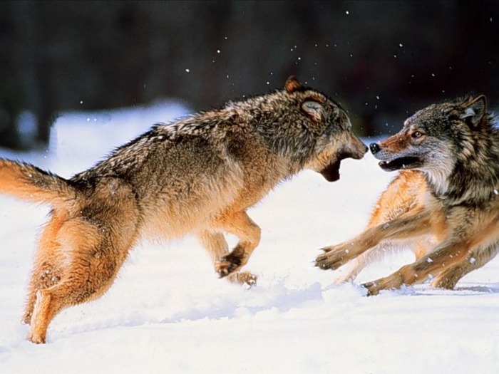 webshots374 - Animale