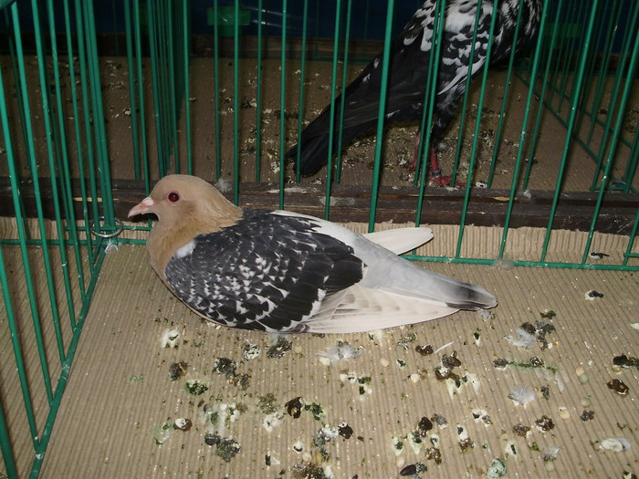 9375 ciocarlie nuremberg 1