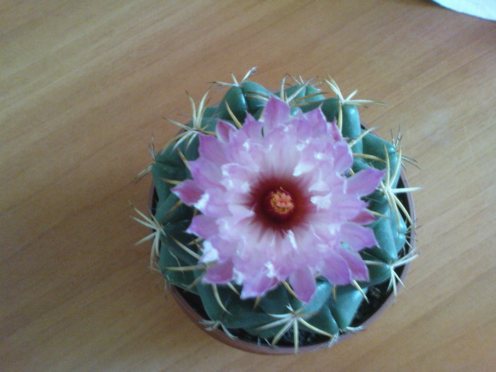 CACTUS