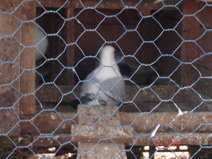 115 - C Porumbei Blueti si Satineti Vechi