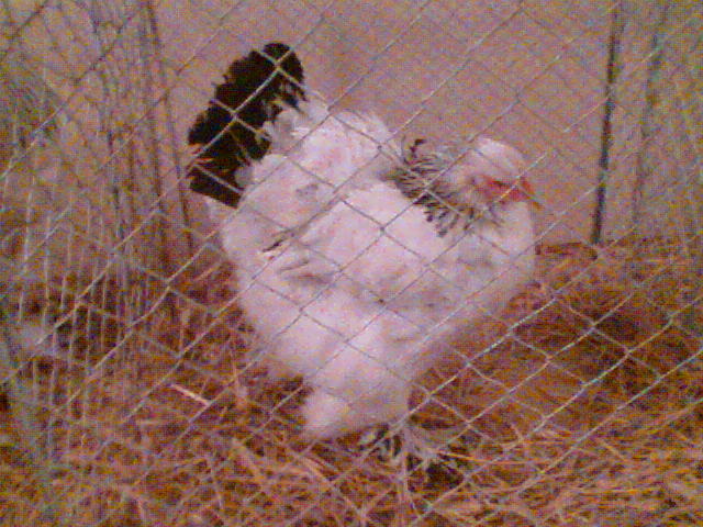 Imag071 - EXPO SATU MARE 2009