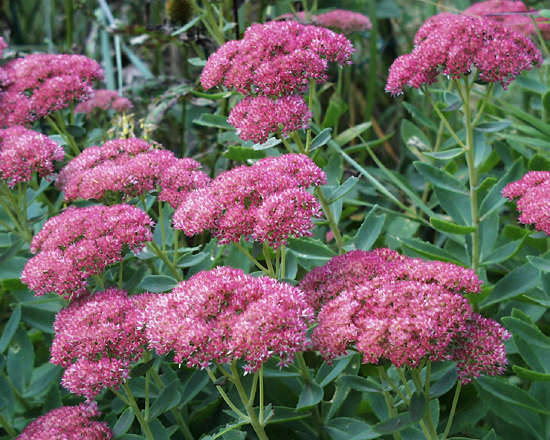 sedum - 2 ron - flori care nu inghiata iarna