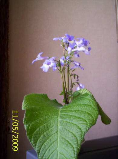 Streprocarpus hibrid 11 mai 2005 (2) - streptocarpus