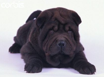 a1c7e1b88d1bb3c936633e8b29e9549f - CATELUSI