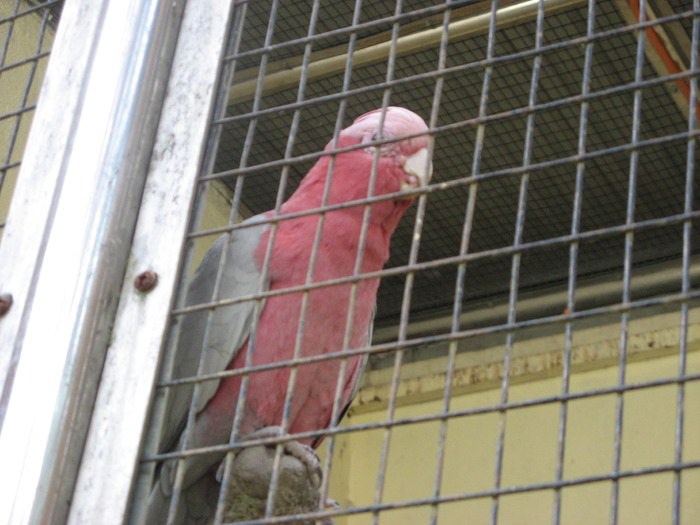 Galah; SUPERB cu adevarat!
