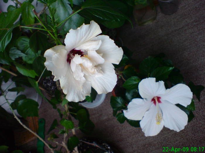 Hibi alb simplu si involt - Hibiscus 2009