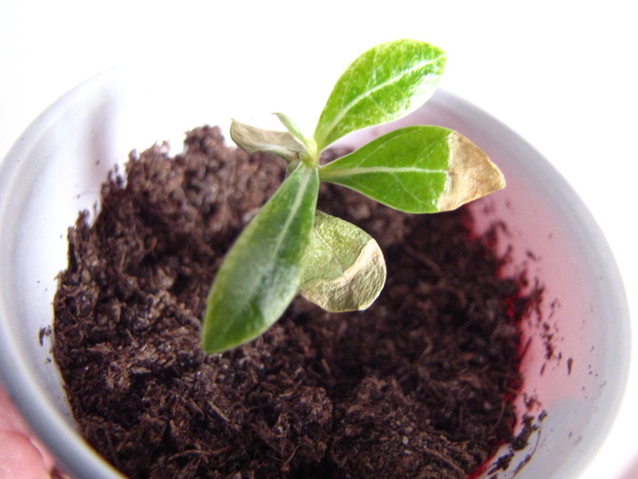 Adenium cu probleme (1)