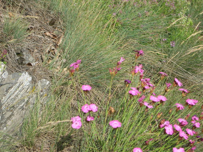 VARFUL COZIA 05.07.2009 117 - COZIA - VARA