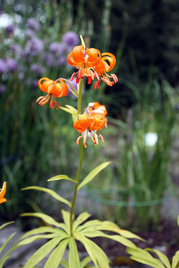 399px-Lilium_medeoloides_220708 - Flori de lilyum