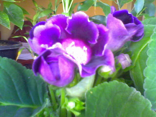 Picture 027 - florile mele