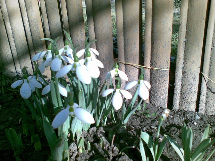 Ghiocei; trezirea naturii
