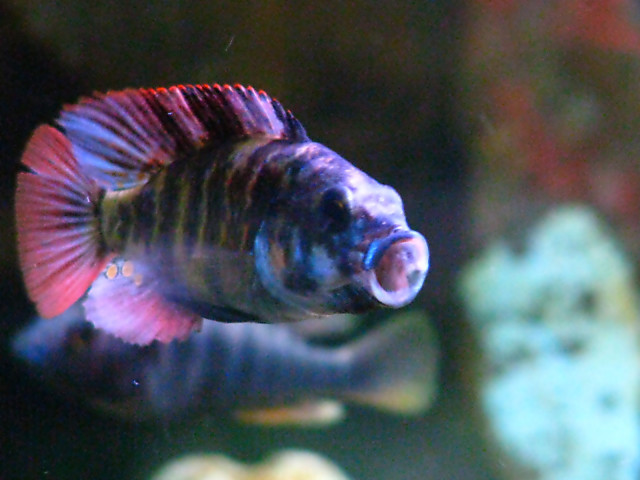 IMG_5964 - African Cichlid