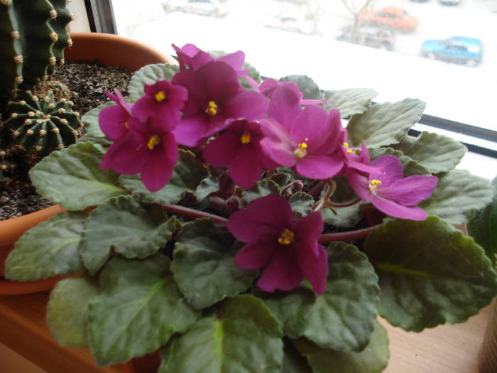 violeta grena - flori - violete si gloxenii