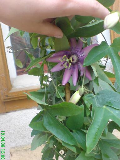 Passiflora - 2008