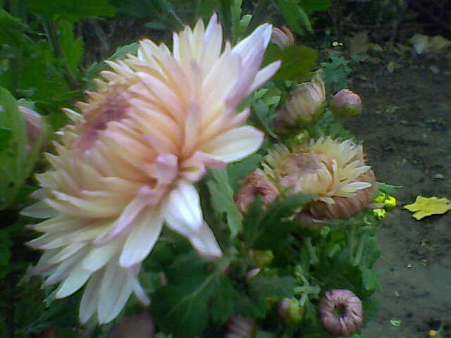 Picture 037 - crizanteme tufanele