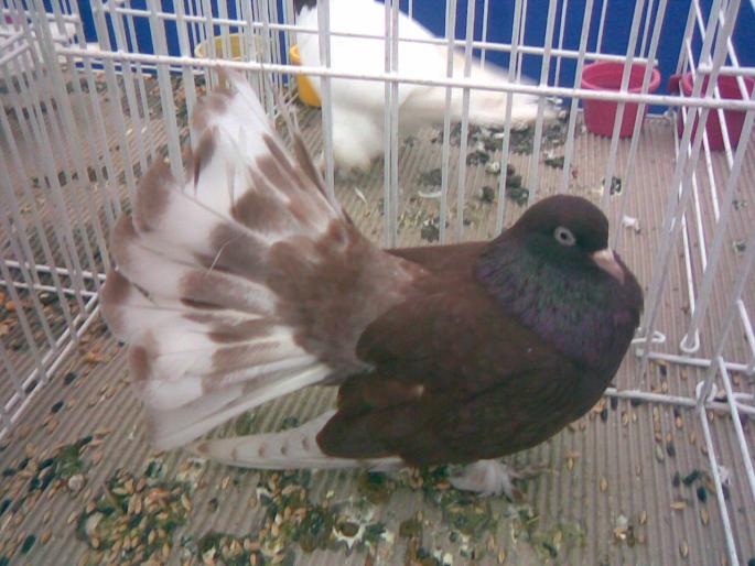 rol debr ribbontail - 1502 partea 3
