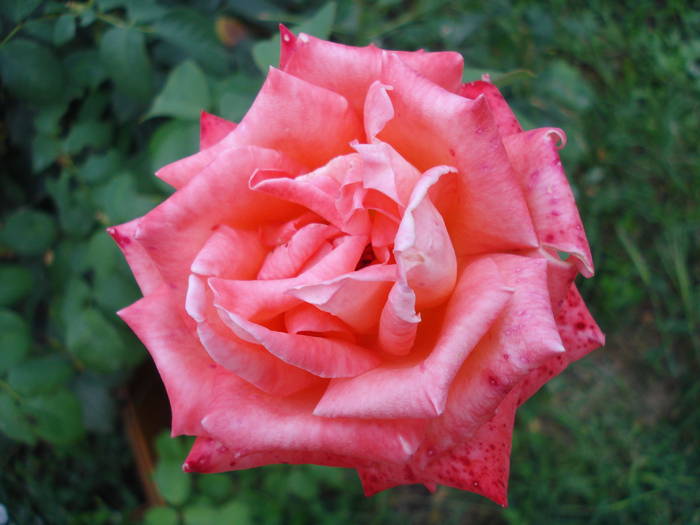 Rose Artistry (2009, August 09)