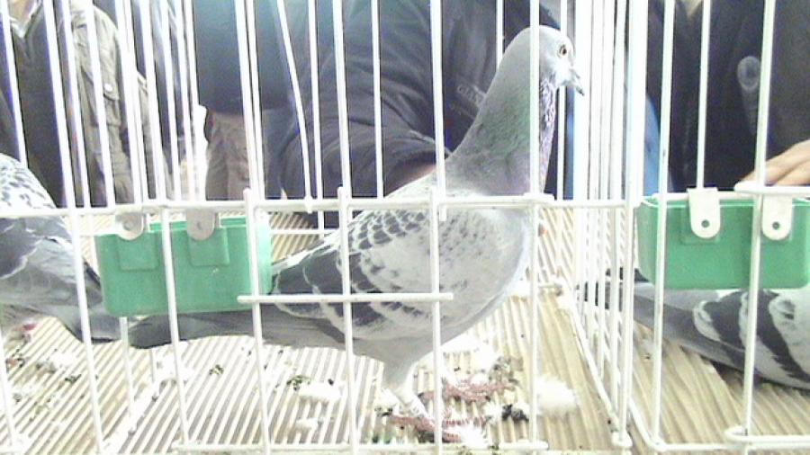 Copy (2) of Picture 1046