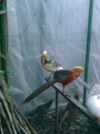 Imagine0323; 2 si galbenu
