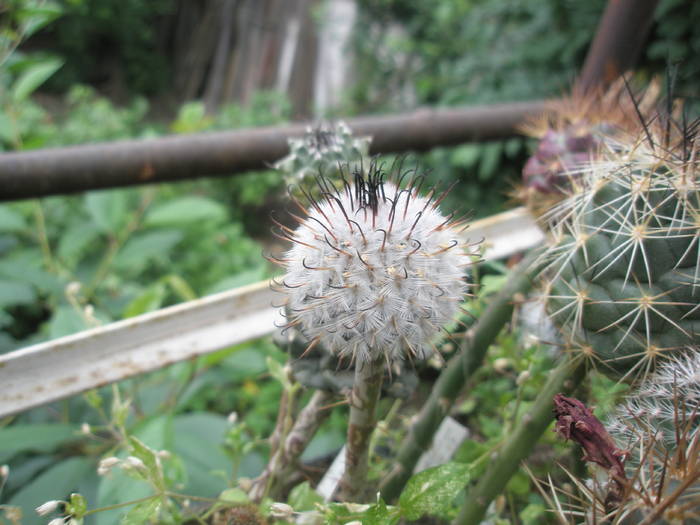 P6010114 - plantele lui George Nitu