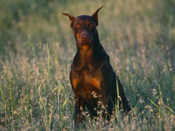 Poze cu caini de vanatoare_ Poze caini - Animale