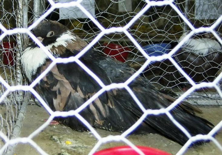 negru trenat mozaic 2 - 1501 Expo Timisoara 2006