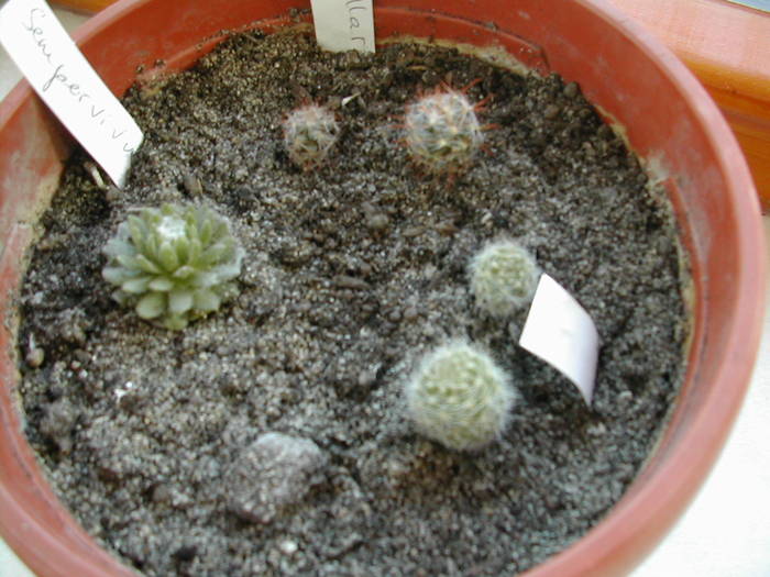 DSCN0586; minicolectia mea: 2 mammi,2 rebutia si sempervivum.
de la Kati
