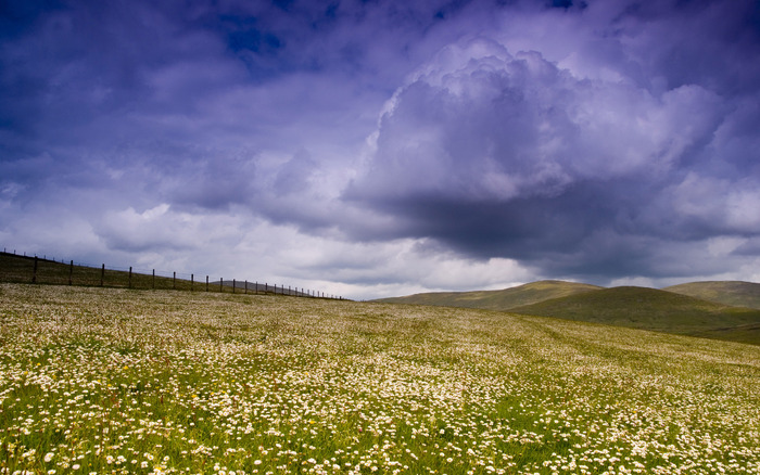 1941_daisyfield_2560x1600