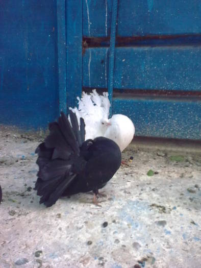 Picture 098 - poze cu porumbei pe care i-am avut