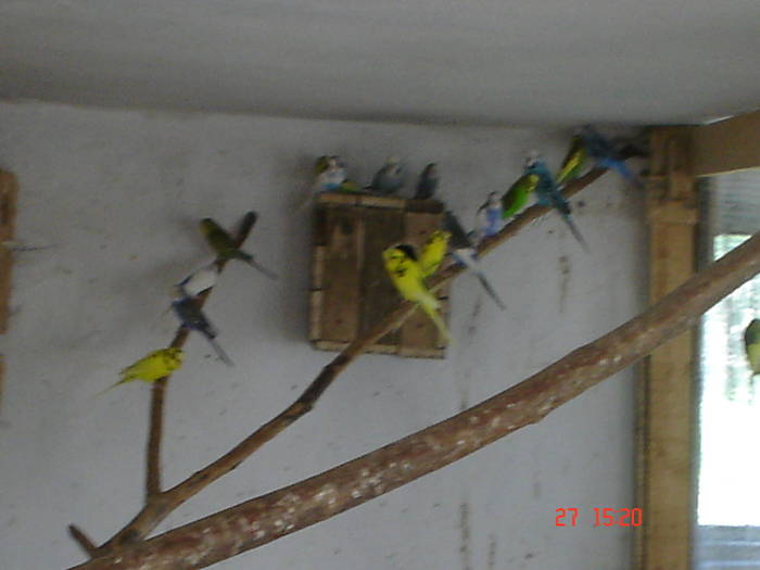 DSC05879 - PERUSI alte poze 2009