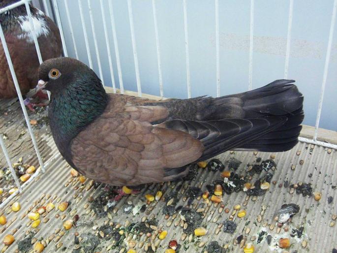 orb ts 6 - 1502 partea 3