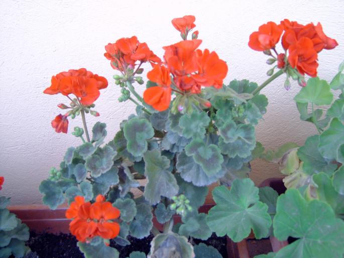 muscate in august - Plantele mele de terasa si exterior