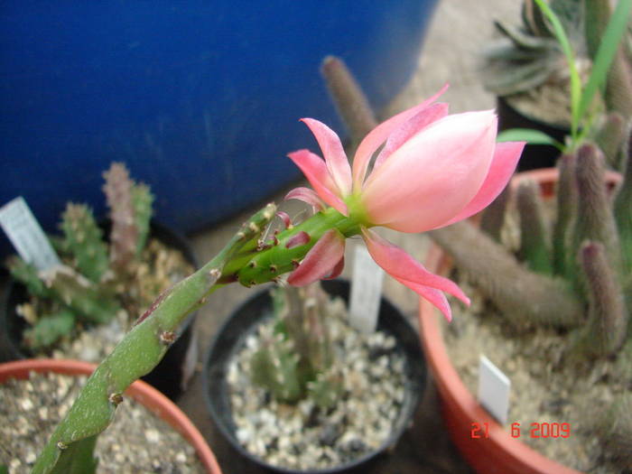 DSC06227