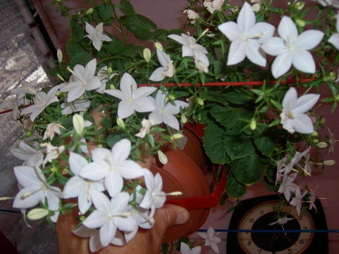 Flori - 2008 