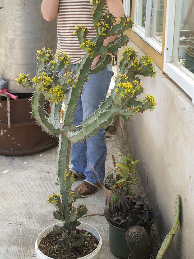 Euphorbia - ceva mai recent
