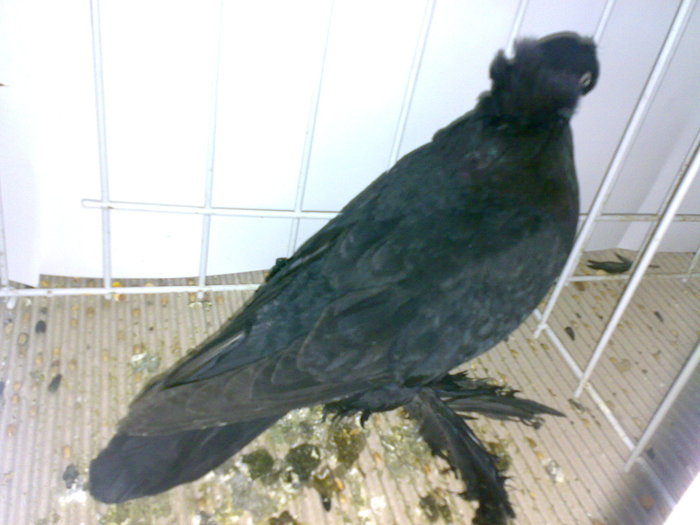 botosani 8 - 1509 rom juc 1