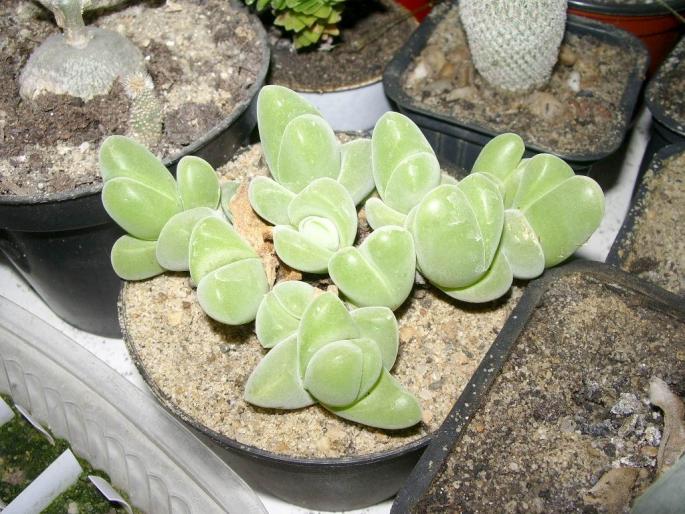 Gibbaeum