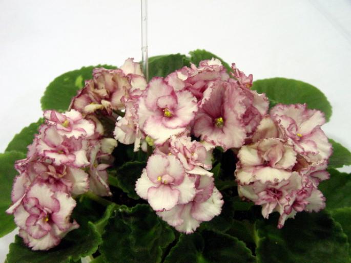 Rhspsodie_Susi_2005avsa - violete de pe net 1