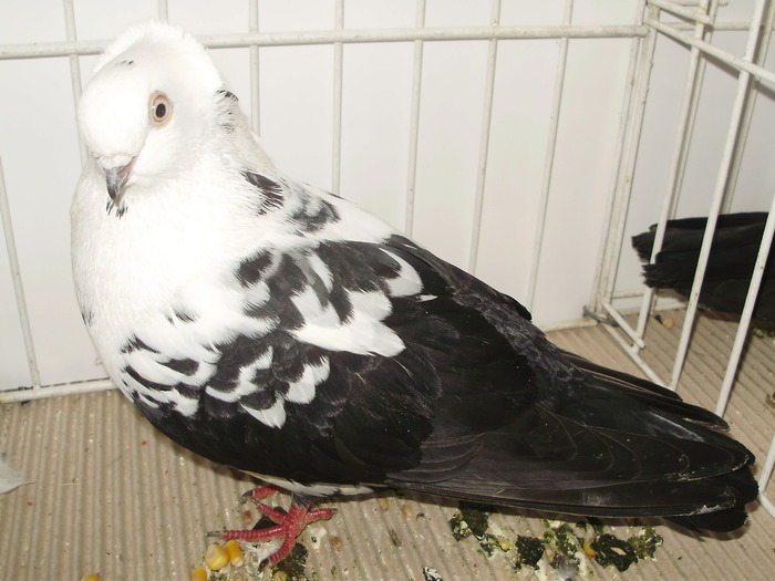 timisoara 5 - 1509 rom juc 1