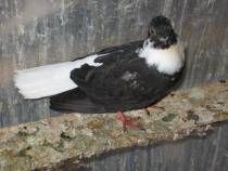 negrucodalb gulerat