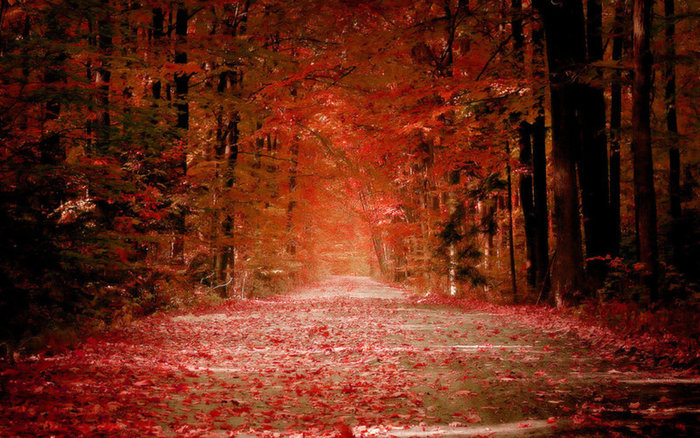 Autumn-Road - 171 - Nature Wallpapers