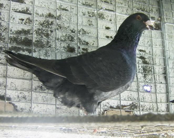 Porumbita Spread homozigot recessive opal 