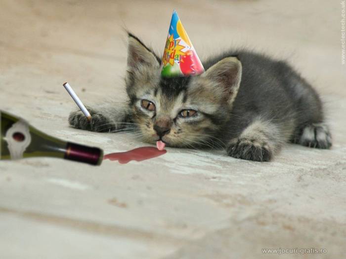 cat-funny-party- 1 - ANIMALSS PLANET 3