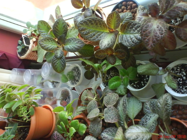 Episcii - poza grup; Episcii - poza grup
